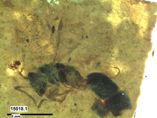 Formicidae