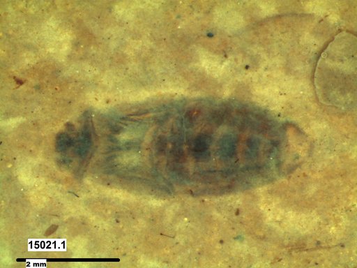 Corixidae