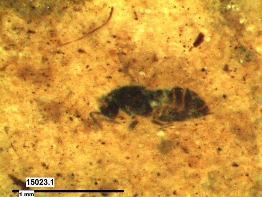 Genus sp