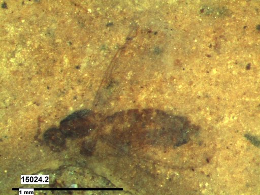 Diptera
