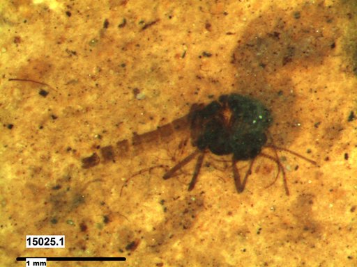 Diptera