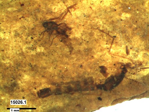 Chaoboridae