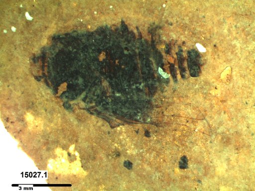 Genus sp