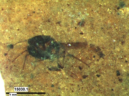 Diptera