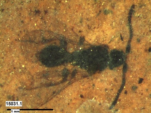 Diapriidae