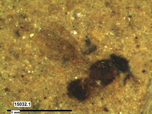 Platygastridae
