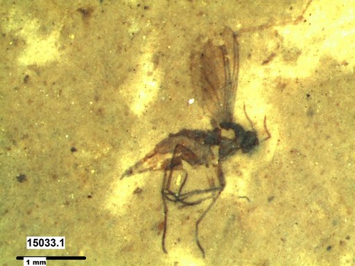 Sciaridae