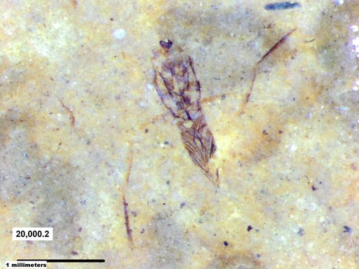 Notonectidae