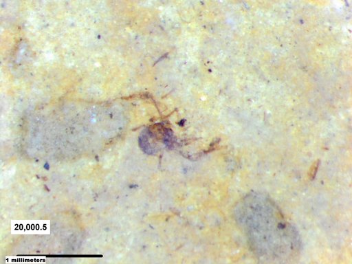 Insecta
