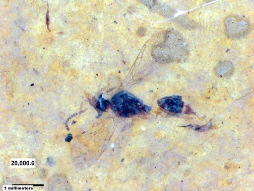 Diapriidae