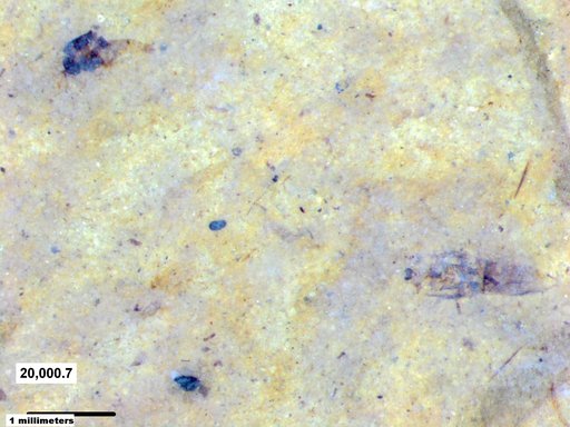 Notonectidae