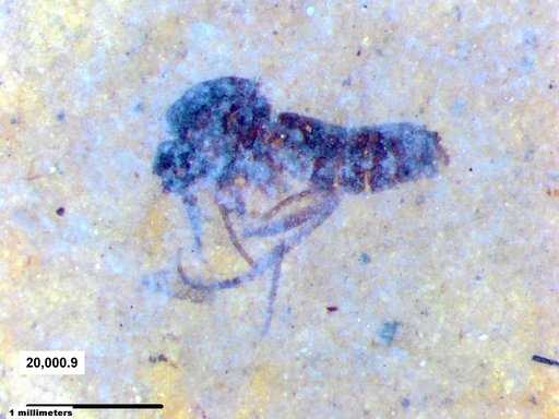 Diptera