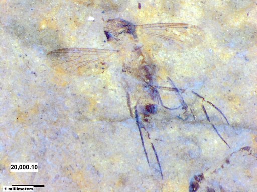 Mycetophilidae