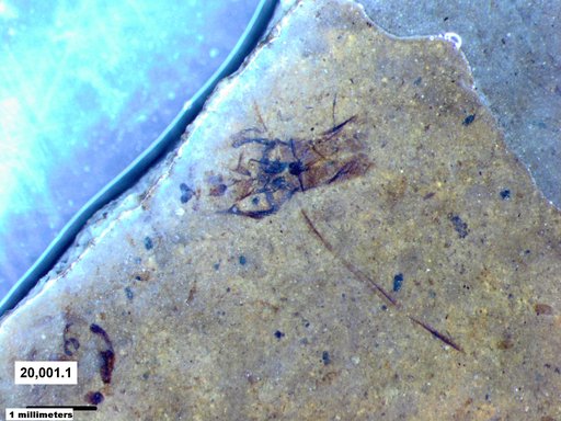 Notonectidae