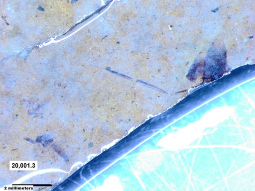 Diptera