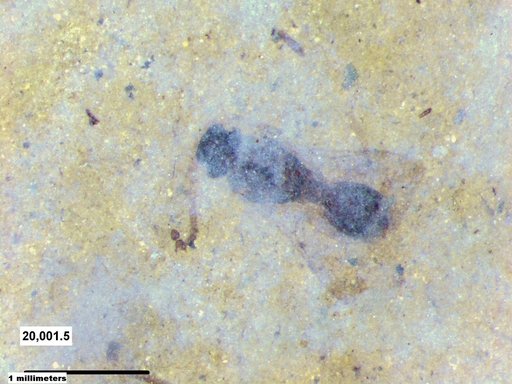 Diapriidae