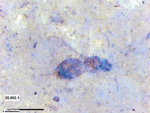 Braconidae