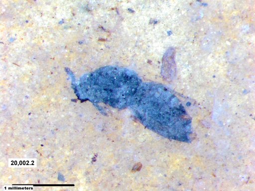 Genus sp