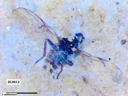Diptera