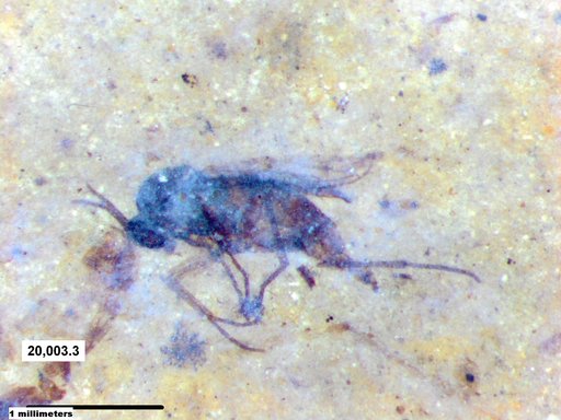 Sciaridae