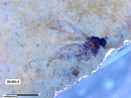 Diptera