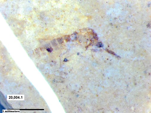 Diptera