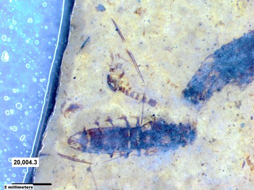 Corixidae
