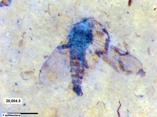 Diptera