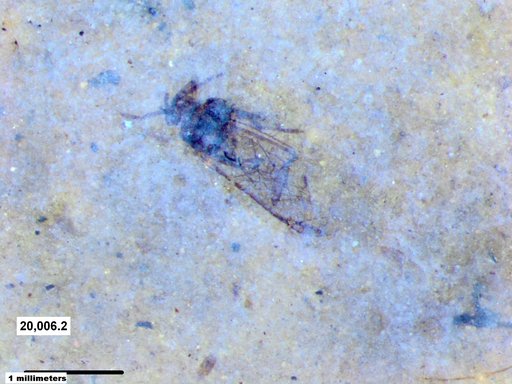 Aphididae