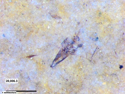 Notonectidae