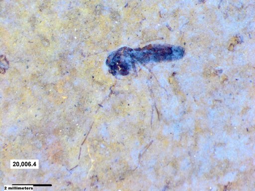 Diptera