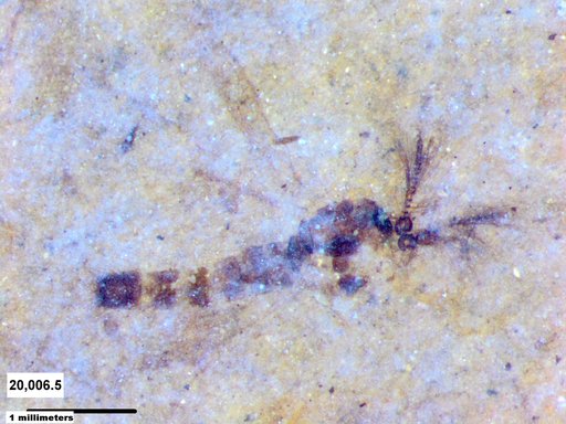 Chaoboridae