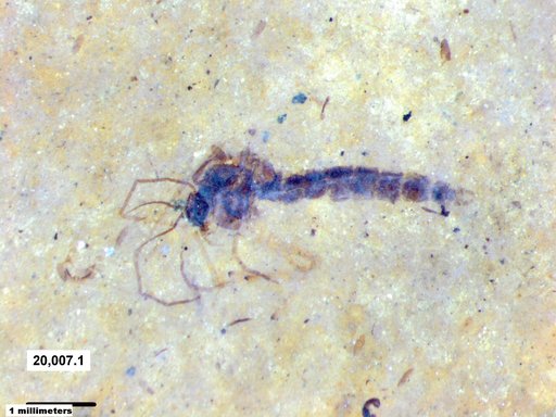 Diptera
