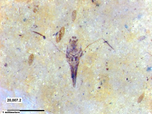 Notonectidae