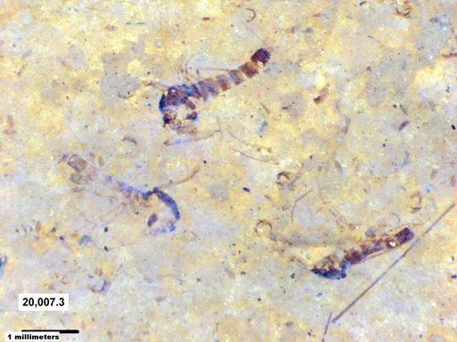 Chaoboridae