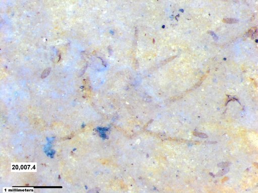 Genus sp