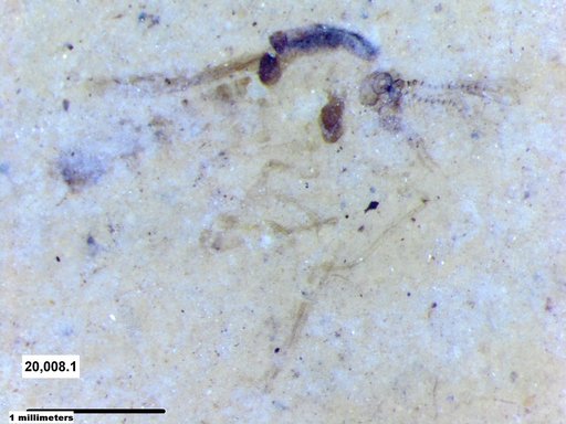 Chaoboridae