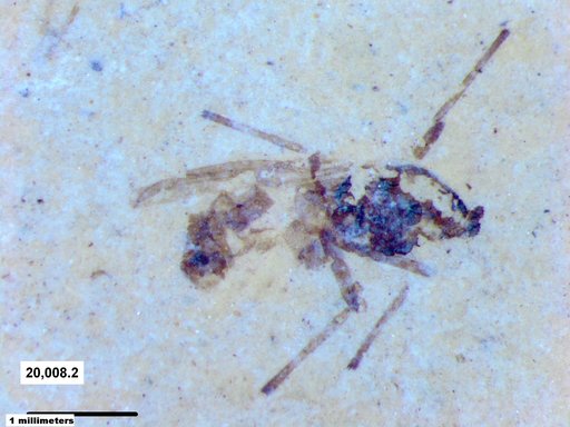 Insecta