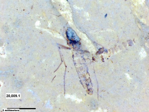Diptera