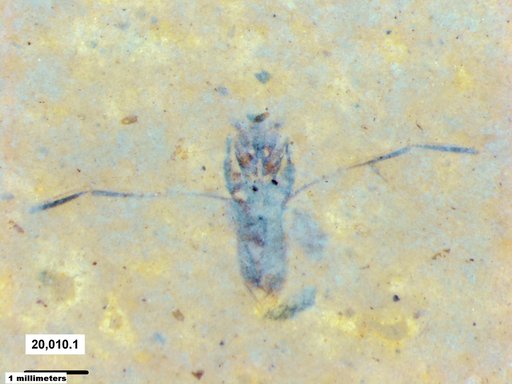 Notonectidae
