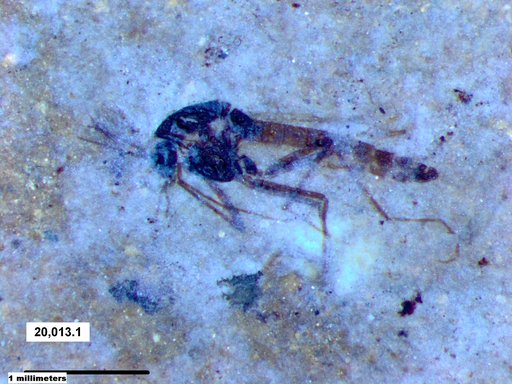 Diptera