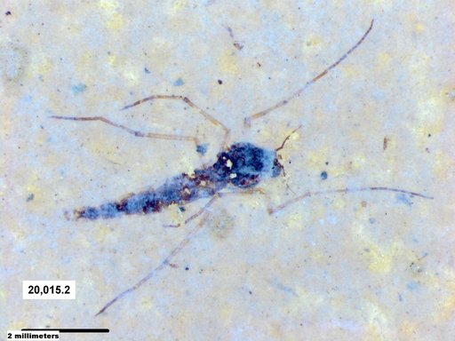 Genus sp