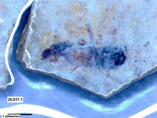 Insecta