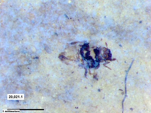 Aphididae