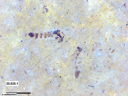 Chaoboridae