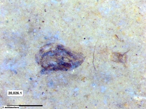 Chaoboridae