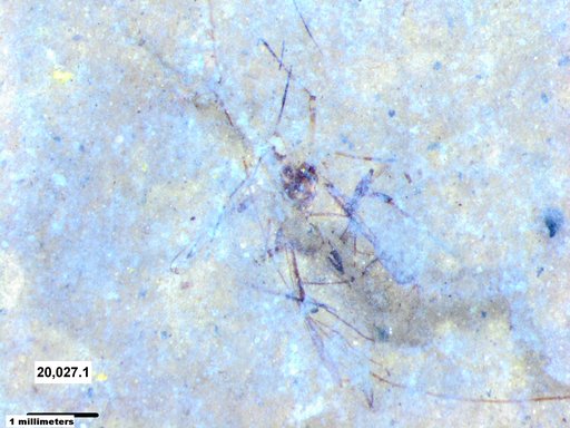 Aphididae