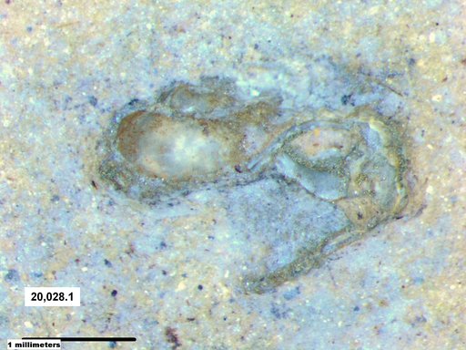 Gastropoda