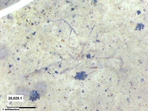 Aphididae