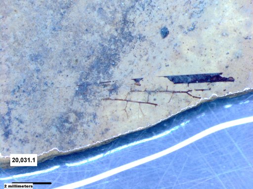 Insecta
